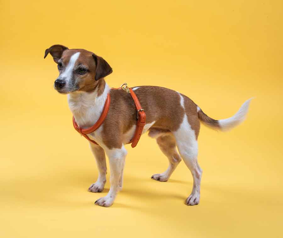 Shires Digby & Fox Rolled Leather Harness CLOSEOUT